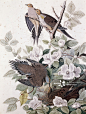 Carolina pigeon or turtle dove, John James Audubon
