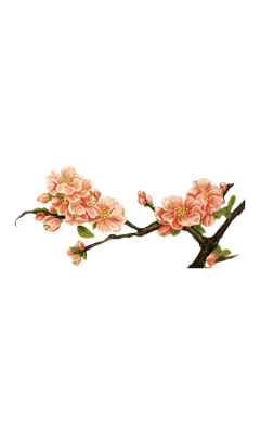 不见荷丶采集到植物花枝花簇PNG