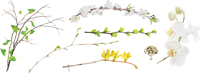 树枝-花朵-枝叶素材png