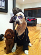 雪茄、金链、一身名牌的高富帅狗狗