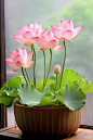 好运莲莲