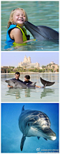 @棕榈岛亚特兰蒂斯酒店：#海豚湾#（Dolphin Bay）占地4.5公顷，这里模拟海豚生活的自然环境，为海豚打造真实舒适的家园。海豚湾分为三处超大的环礁湖，游客们可以在这里与海豚嬉戏玩耍。