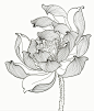罗宇国画：《荷花白描》合集4 - 小红书