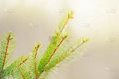 美丽自然的春树背景。浅绿色的松树树枝有棕色松果的小芽。苍白的灯光褪了色。季节性的森林自然背景或壁纸。