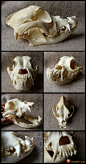 boxer_skull_by_cabinetcuriosities-d5x64w3.jpg