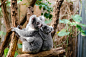 Pixabay上的免费图片 - 考拉, 熊, 树, 坐, 肖像, 灰色, 毛皮, 野生动物, 自然