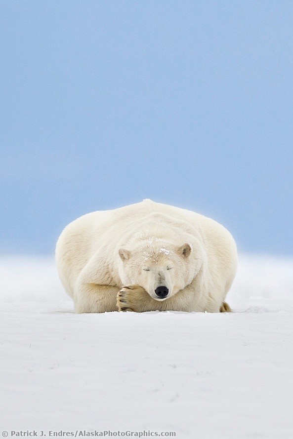 .~❀~ Polar Bear Slee...