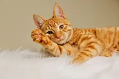 点击来源直接获取大图文件 |美丽的红猫