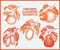 水果,柑橘属,动物手,清新,食品,果汁,桔子,植物,绘制,复古