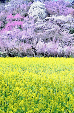 閑看蛛絲網落花采集到中国印象