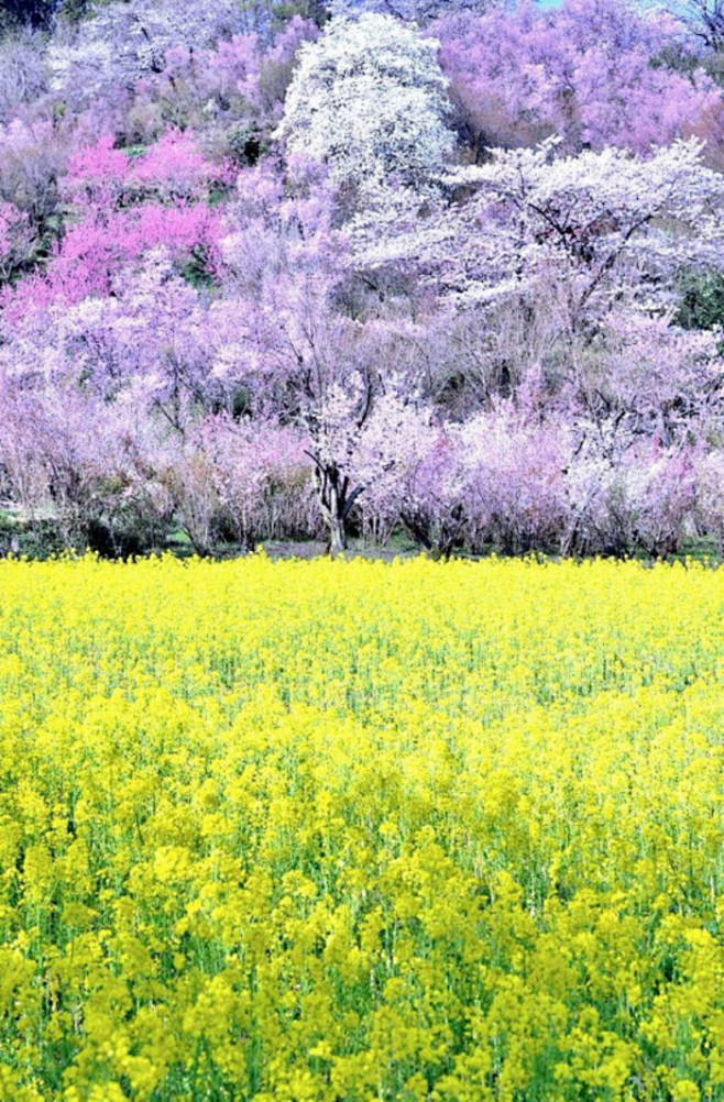 Hanamiyama Park, Fuk...