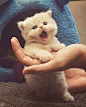 cute kitten………SO, YOUR MY NEW OWNER….WE GOT SOME SERIUS PROBLEMS TO WORK OUT HERE - LIKE --- WHEN'S LUNCH(??)……….ccp