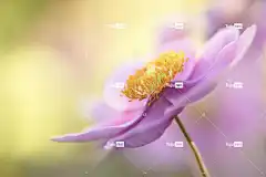 日本海葵 花 植物 秋海葵 花卉背景 花壁纸 海葵 美丽的花朵