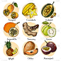 金桔，杨桃，菠萝蜜，石榴，番石榴，塔玛琳，菠萝，榴莲。在白色背景上用线条画出的水果。来自泰国的水果。