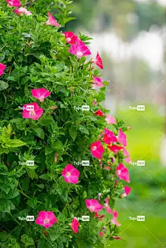 花 巢讲习班 美丽的花朵 树 花壁纸 漂亮 屋顶 自然 开花