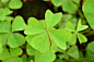 clover-2723972_960_720.jpg (960×638)