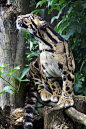 Beautiful clouded leopard.: 