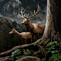 Refuge : "Refuge", a large-scale panoramic image created using imagery of mountains, forests, and animals that I photographed at Rocky Mountain National Park in Colorado. All of my artwork is primarily influenced by nature and environmentalism. 
