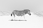 Zebra Crossing / 500px