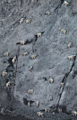 mountain goats