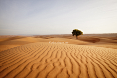 ╰☆随风飘舞彡采集到沙漠之旅