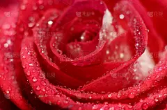 水,特写,水滴,红色,玫瑰花瓣,美,水平画幅,无人,夏天,玫瑰