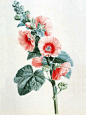 Hollyhock by Pancrace Bessa
