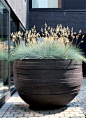 blue grass | InTheGarden | Pinterest