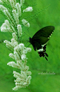 柽柳＆玉带凤蝶
热带植物的相册-【采绿集】春天在哪里