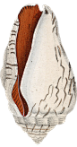 shell-67