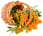 Sea buckthorn PNG