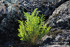 javahell采集到火山石花，绽放千年沧