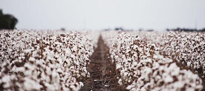 Cotton field in Oake...