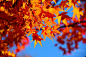 【京都の楓】秋天该很好，你若尚在场 - 去旅游 - 成都食尚论坛 -