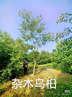 杂木乌桕4-花瓣网