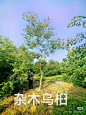 杂木乌桕4