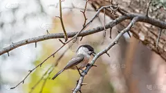 秋天或冬天，柳树山雀、鸣禽栖息在没有叶子的树枝上。柳树山雀，姗姗来迟。Poecile montanu