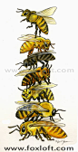 Honey Bee Stack by Foxfeather248