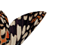 蝴蝶 - 慢动作慢动作野生动物运动3d后效果昆虫动画蝴蝶