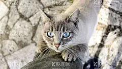 猫猫  - 源文件下载【酷图网】壁纸,电脑壁纸,设计,手机壁纸,好看,