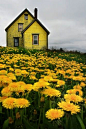 Dandelion House, Nova Scotia. | #MostBeautifulPages