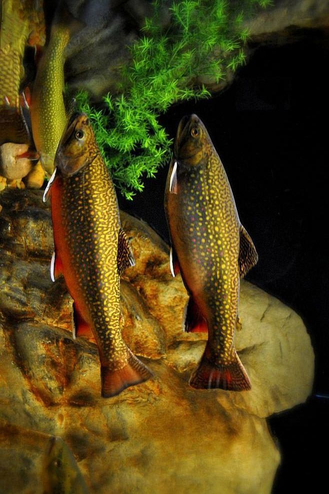 鲑形目鲑科鳟鱼