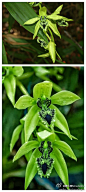 绿如碧玉，提琴贝母兰又有称绿贝母兰，因唇瓣黑色又称墨兰(black orchid)，总状花序，开出绿色大花，造型独特。(图片转载自网络。)