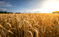 Summer Cornfield by Viktor Georgiev on 500px