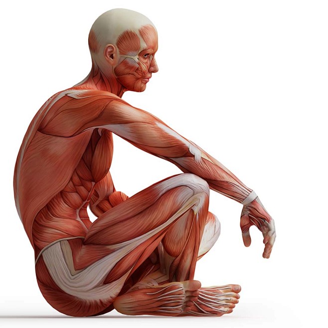 人体肌肉组织高清图片 - 素材中国16素...