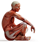 人体肌肉组织高清图片 - 素材中国16素材网