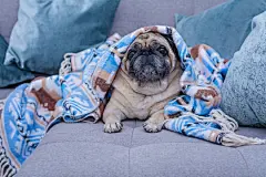 点击来源直接获取大图文件 |可爱的哈巴狗裹着带有蓝色装饰的温暖毯子