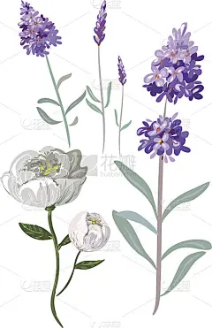 色彩鲜嫩的手绘花卉向量薰衣草和牡丹