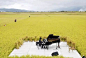 稻草景观设计
园林景观研究院 2019-10-28 10:54:30