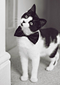 There's just something so irresistible about a black and white cat! The bow tie is also a cute touch. :-):